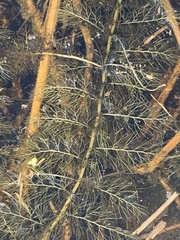 Utricularia macrorhiza