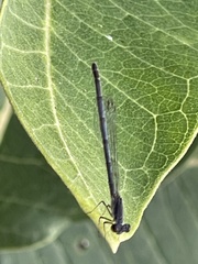 Ischnura