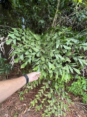 Caryota mitis