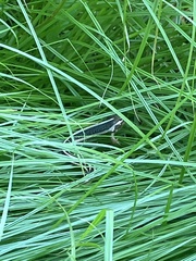 Thamnophis saurita saurita