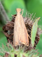 Agriphila vulgivagellus