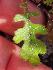 Senecio arenarius