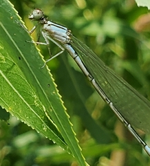 Enallagma aspersum