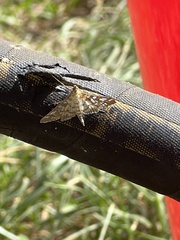 Epipagis fenestralis