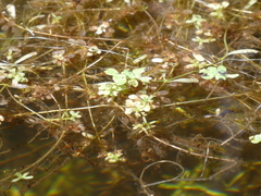 Callitriche