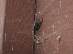 Steatoda nobilis