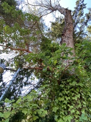Arbutus menziesii