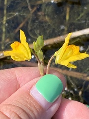 Utricularia macrorhiza