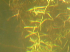 Callitriche