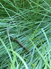 Thamnophis saurita saurita