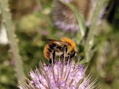 Bombus pascuorum floralis