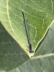 Ischnura