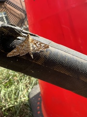 Epipagis fenestralis