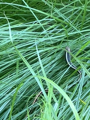 Thamnophis saurita saurita