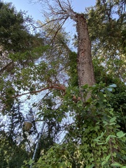 Arbutus menziesii