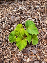 Begonia grandis
