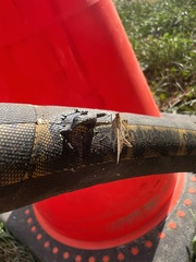 Epipagis fenestralis