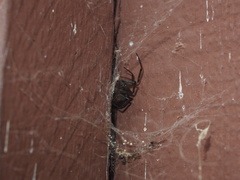 Steatoda nobilis