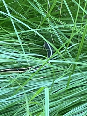 Thamnophis saurita saurita