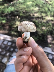 Agaricaceae