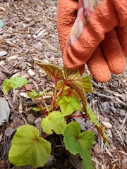 Begonia grandis