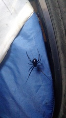 Latrodectus variolus