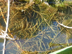 Potamogeton robbinsii