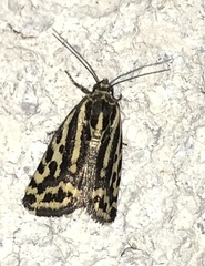 Acontia trabealis