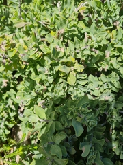Salvia aurea