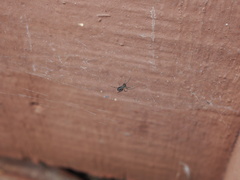Parasteatoda tepidariorum