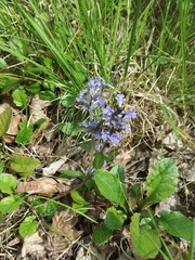 Ajuga reptans