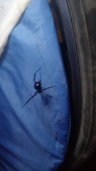 Latrodectus variolus