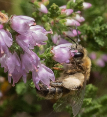 Andrena fuscipes