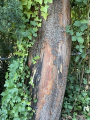 Arbutus menziesii