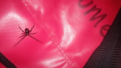 Latrodectus variolus