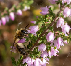 Andrena fuscipes