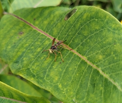 Polistes fastidiosus