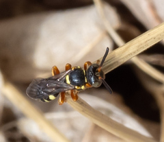 Nomada rufipes