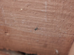 Parasteatoda tepidariorum