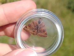 Euclidia glyphica