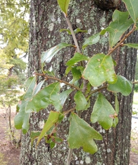 Quercus nigra
