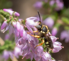 Nomada rufipes