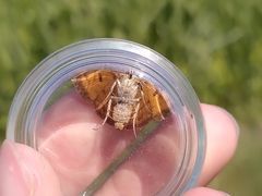 Euclidia glyphica