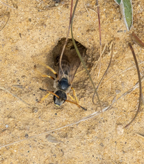 Halictus sexcinctus