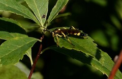 Ichneumonina