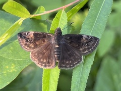 Erynnis