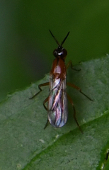 Psilidae