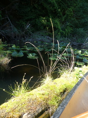 Deschampsia elongata