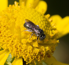 Ceratina strenua