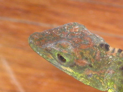 Anolis fraseri